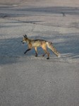 IMG_3066